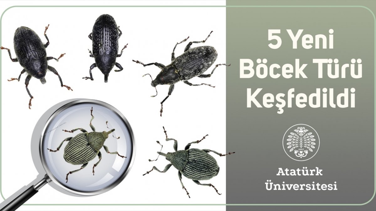 Atatürk Üniversitesi akademisyenleri 5 yeni böcek türü keşfetti