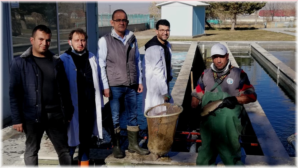 Atatürk Üniversitesi balık üretim çiftliğinde balık sağımı dönemi