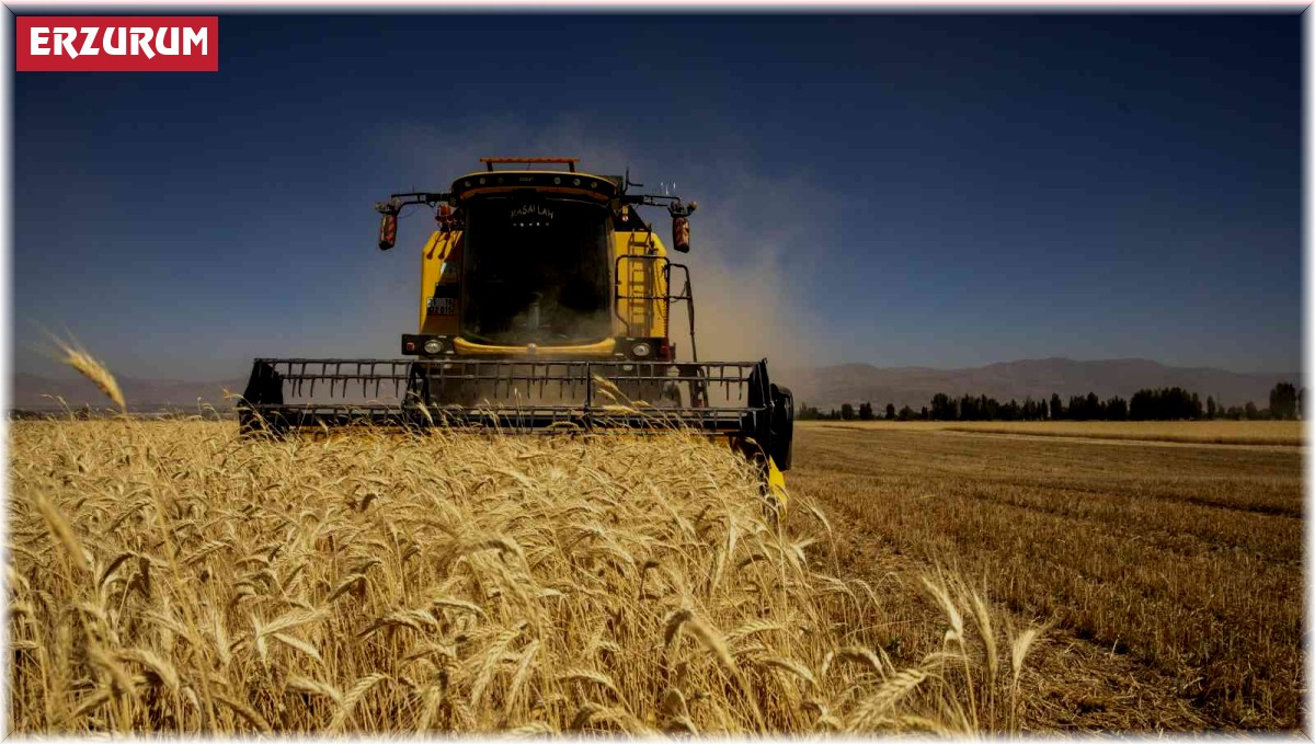 Atatürk Üniversitesi ekin hasadına başladı