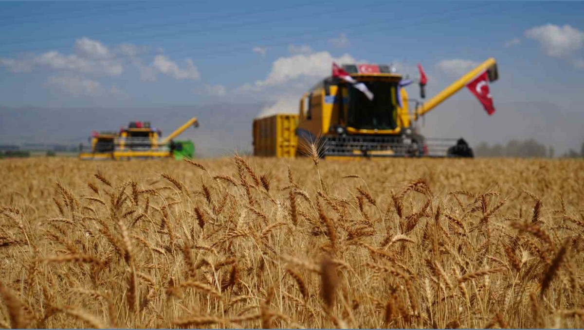 Atatürk Üniversitesi'nde buğday hasadı vakti