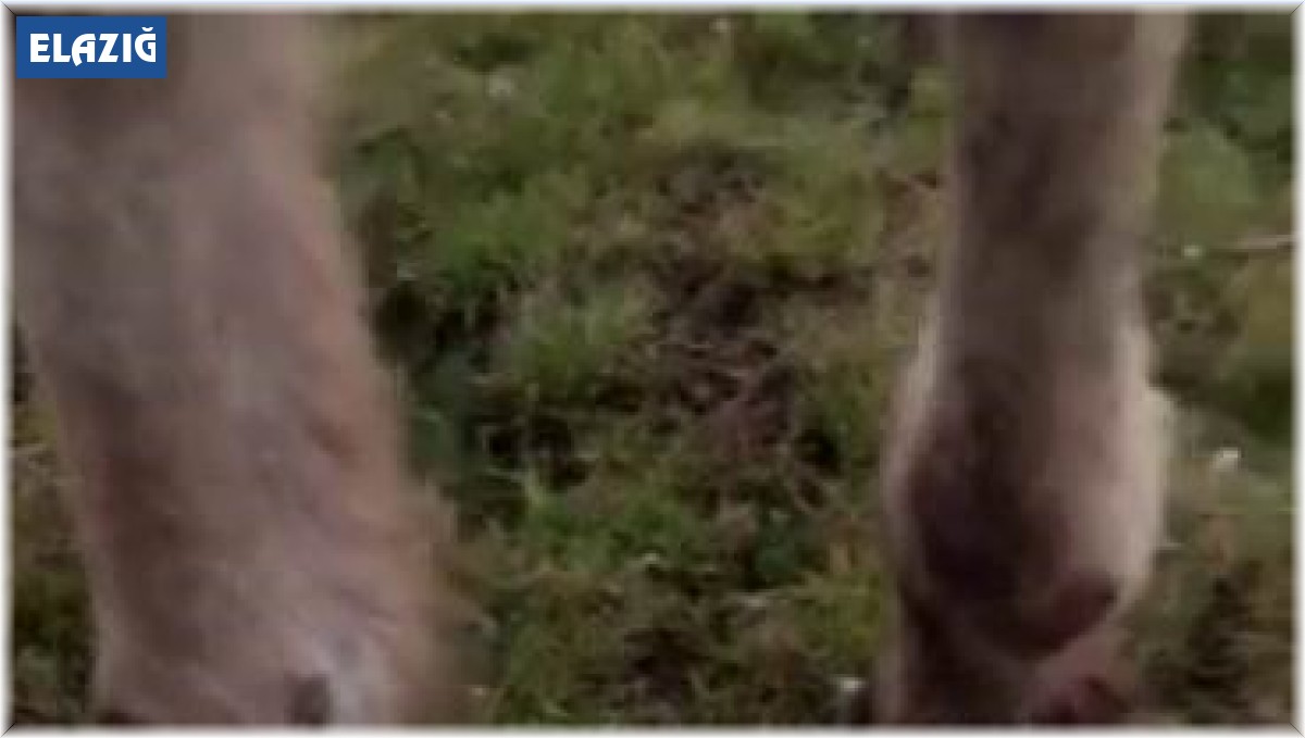 Atı ayaklarından zincirleyip ölüme terk ettiler