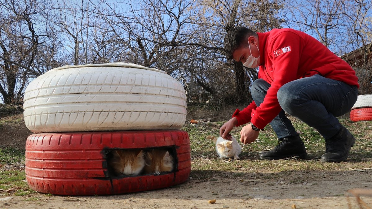 Atık araç lastikleri sokaktaki "canlar" için yuva oldu