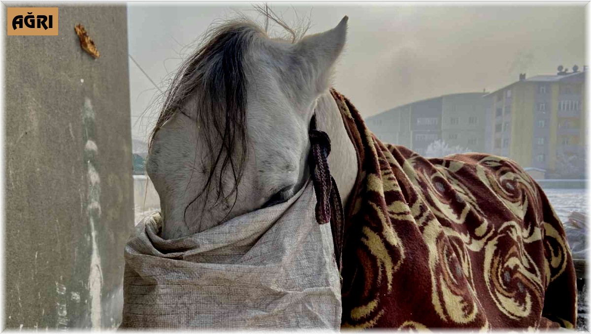 Atlarını battaniyeye ile sarıp dondurucu soğuklardan koruyorlar