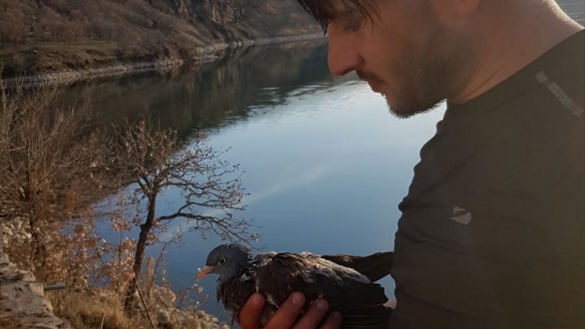 Atmacanın saldırısı sonucu baraj gölüne düşen güvercini köy muhtarı kurtardı