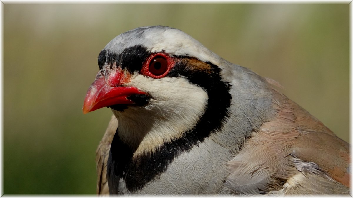 Av yasağında alınan önlemler kekliklerin popülasyonunu arttırdı