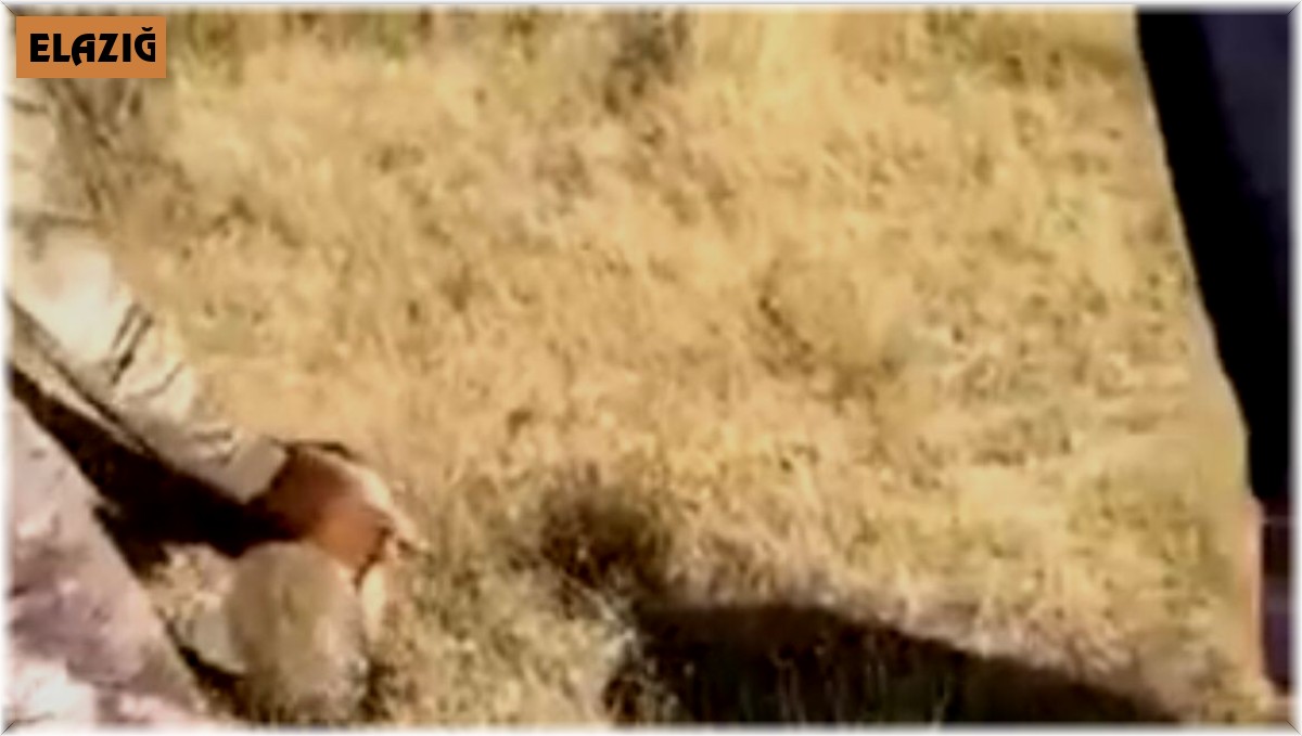 Avcılar elleriyle yakaladığı tavşanı geri doğaya saldı