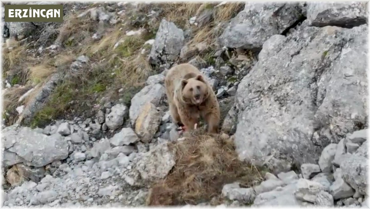 Avladığı hayvanın leşini gömen boz ayı dron ile görüntülendi