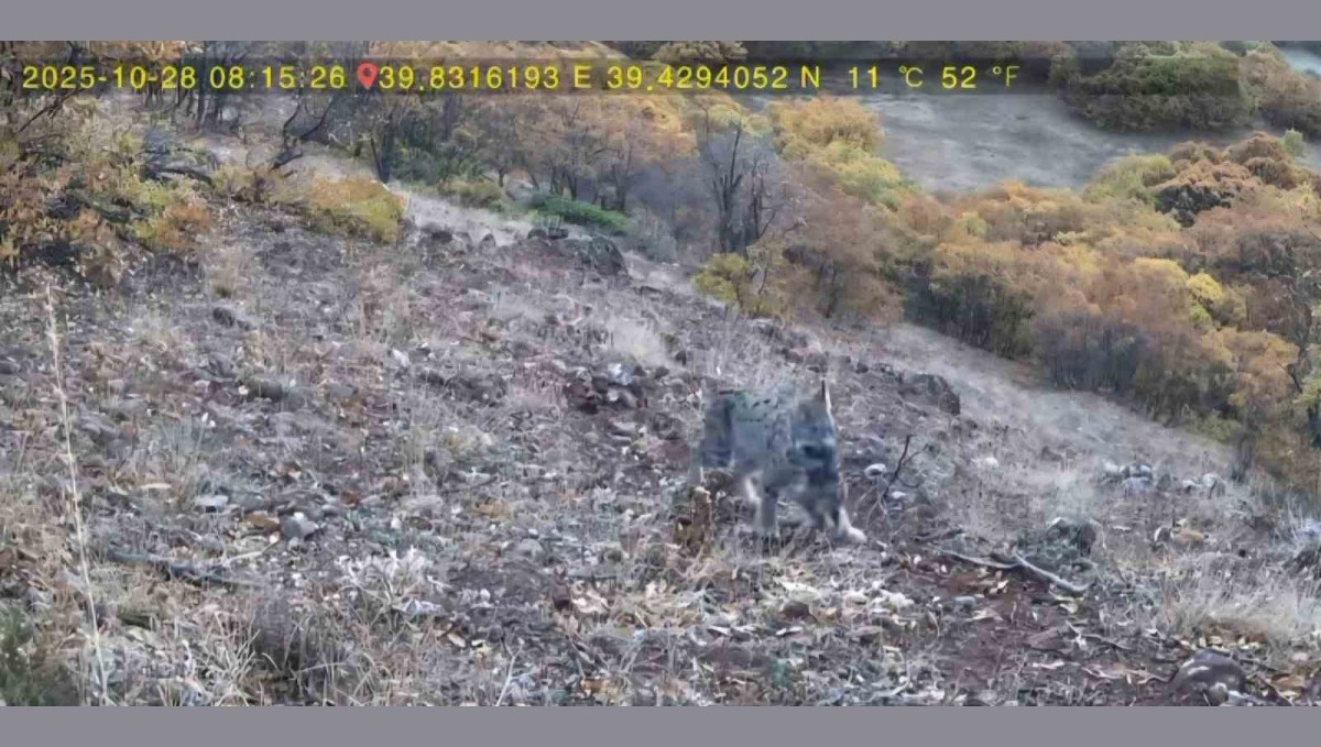 Avlanan vaşak ve yavruları fotokapana takıldı