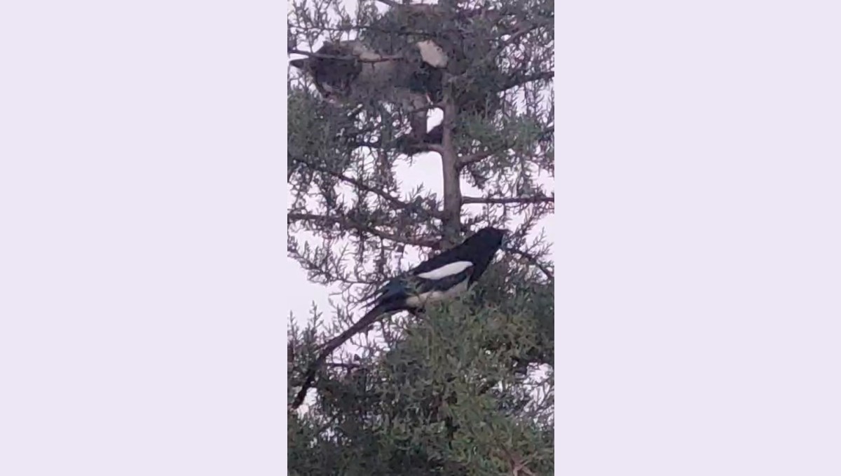 Avlanmak için ağaca çıkan kedi, kargaların hışmına uğradı