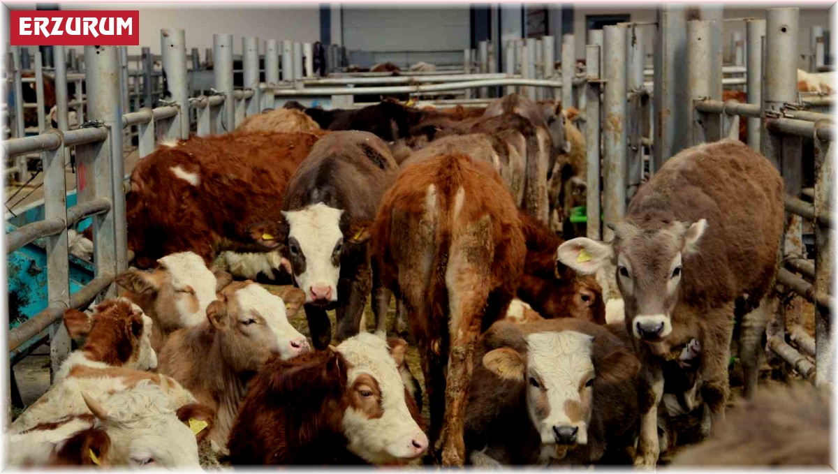 Avrupa'nın en büyük canlı hayvan pazarı şap hastalığı nedeniyle kapatıldı