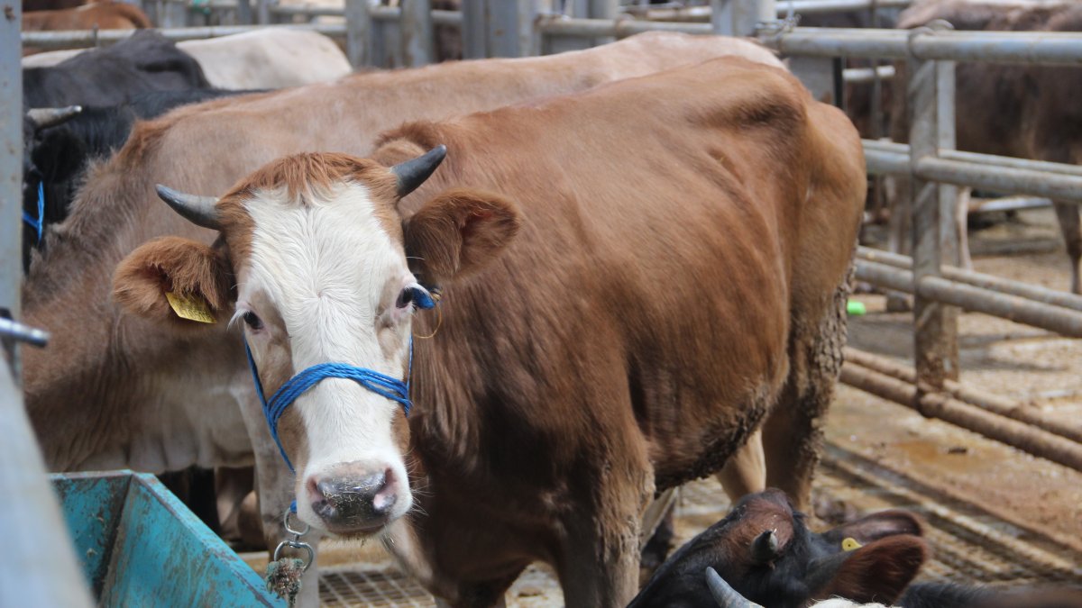 Avrupa'nın en büyük canlı hayvan pazarında kurban hareketliliği başladı