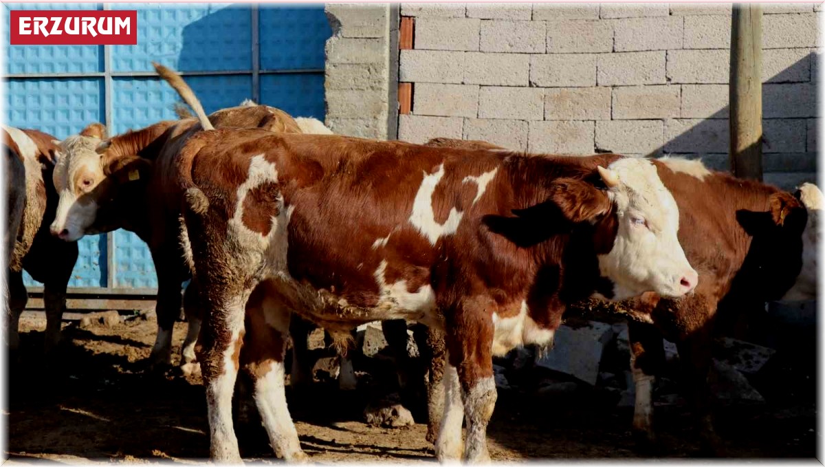 Ay-yıldızlı Çınar Tosun sahibinin gözdesi