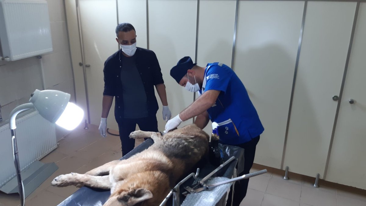 Ayağı kangren olan köpek tedavi altına alındı