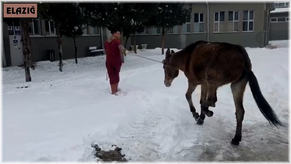 Ayağı kırılan katıra vatandaşlar sahip çıktı