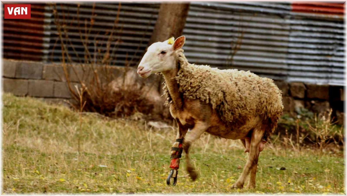 Ayağı kopan koyun protezle yeniden koşuyor