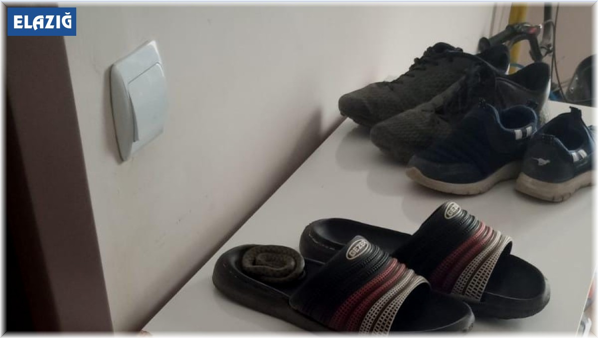 Ayakkabılıktaki terlikten yılan çıktı