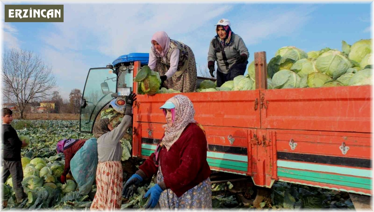 Ayaz gören lahanada satışlar arttı