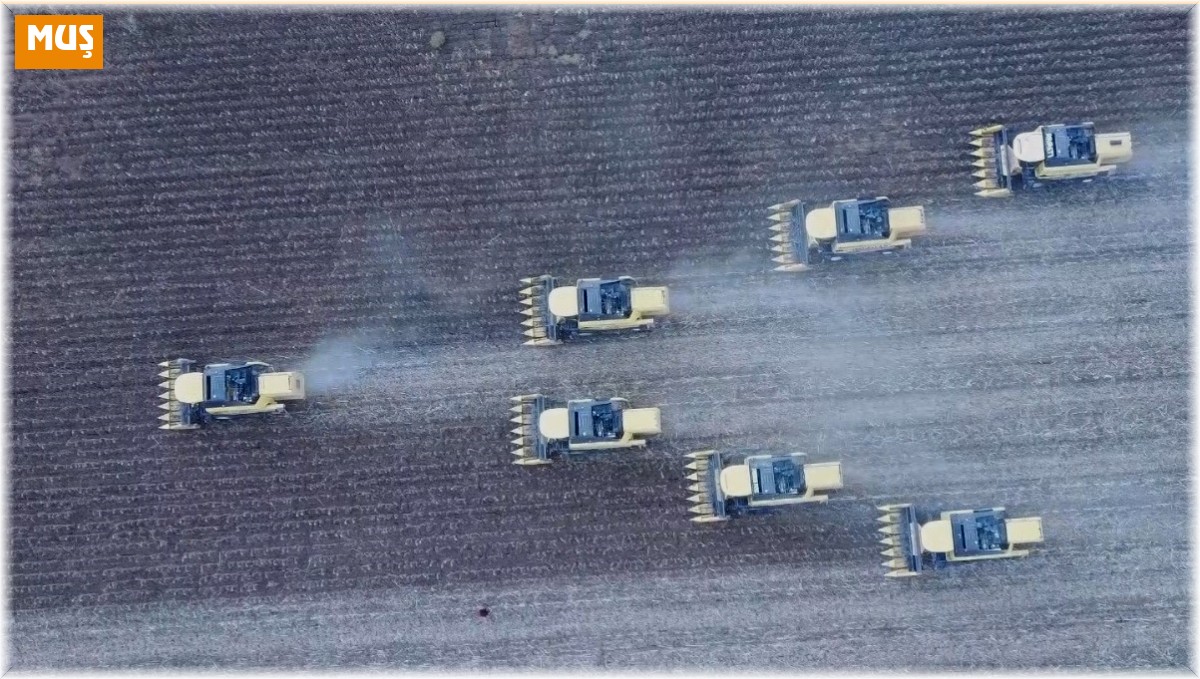 Ayçiçeği hasadından 181 milyon TL gelir bekleniyor