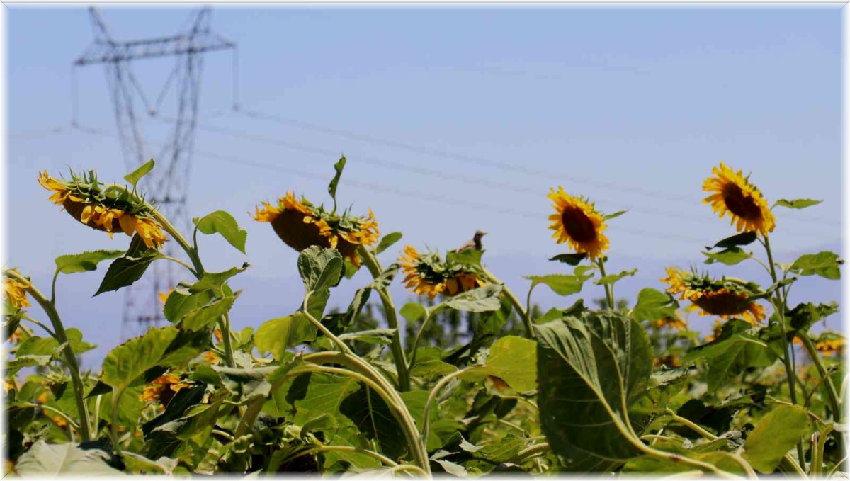 Ayçiçeği tarlaları hasat için gün sayıyor