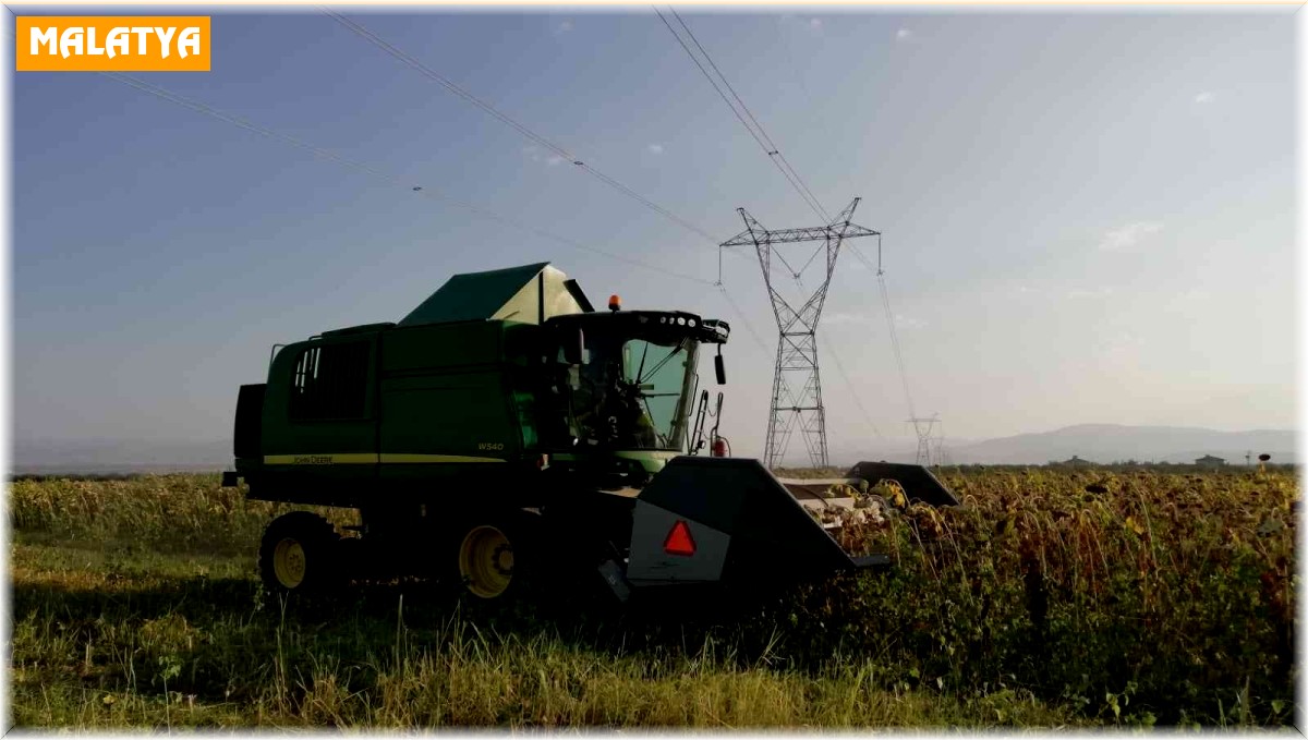 Ayçiçeği tarlalarında hasat başladı