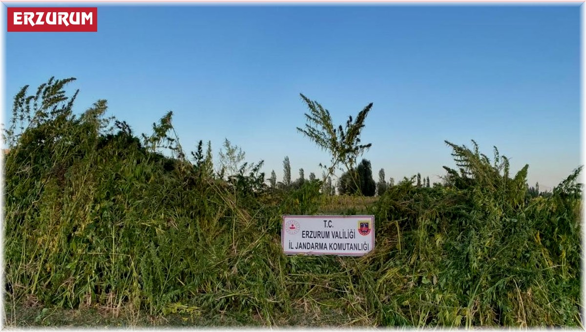 Ayçiçek ve mısır tarlaları arasına ekili olan 1 milyon 650 bin kök kenevir bitkisi ele geçirildi