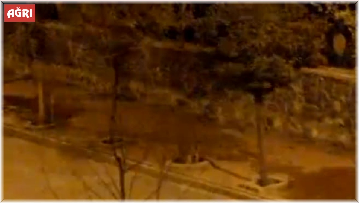 Ayı ilçe merkezine indi