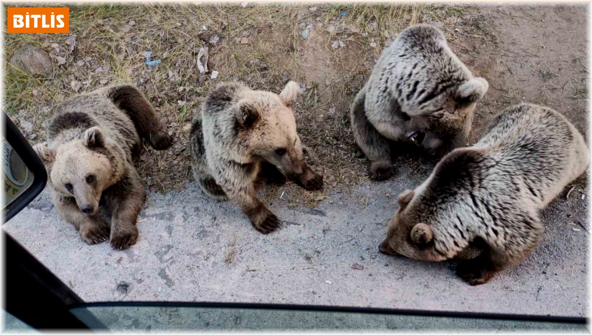 Ayı kendisine şeker vermek isteyen vatandaşa saldırdı