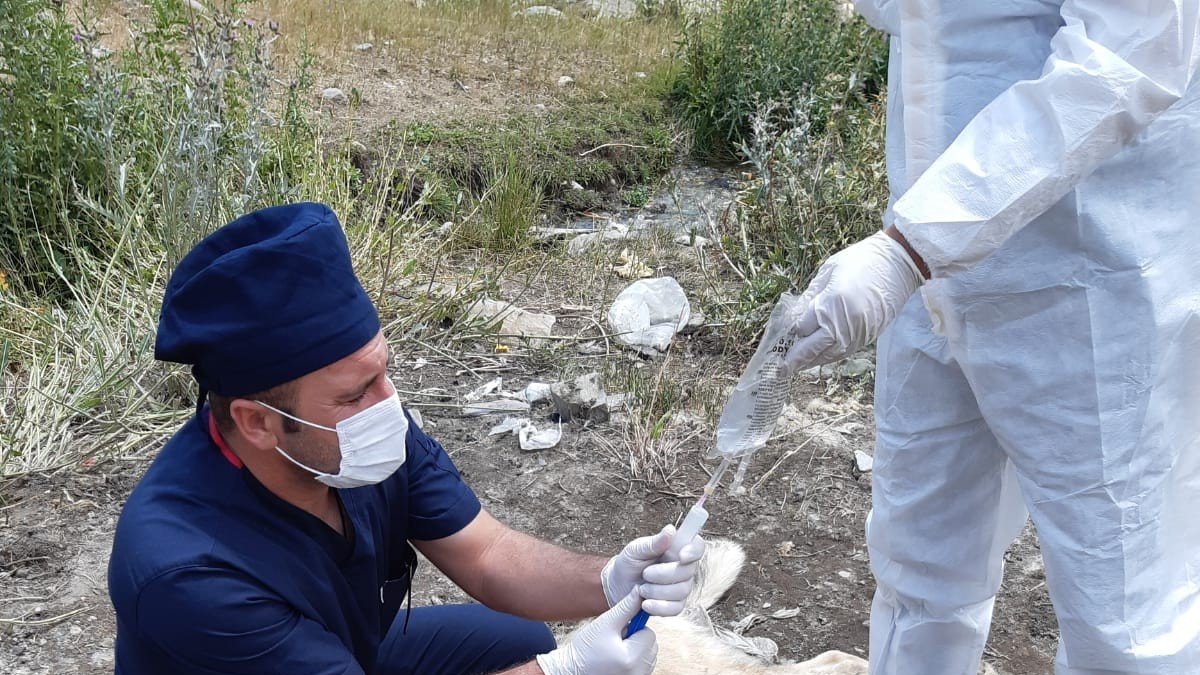 Ayı saldırısına uğrayan köpek yaralandı