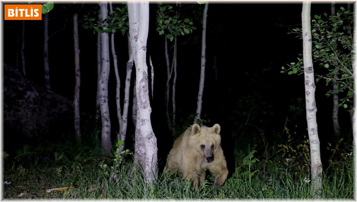 Ayı uyarısında bulunan öğretim üyesi, ayı saldırısından kıl payı kurtuldu