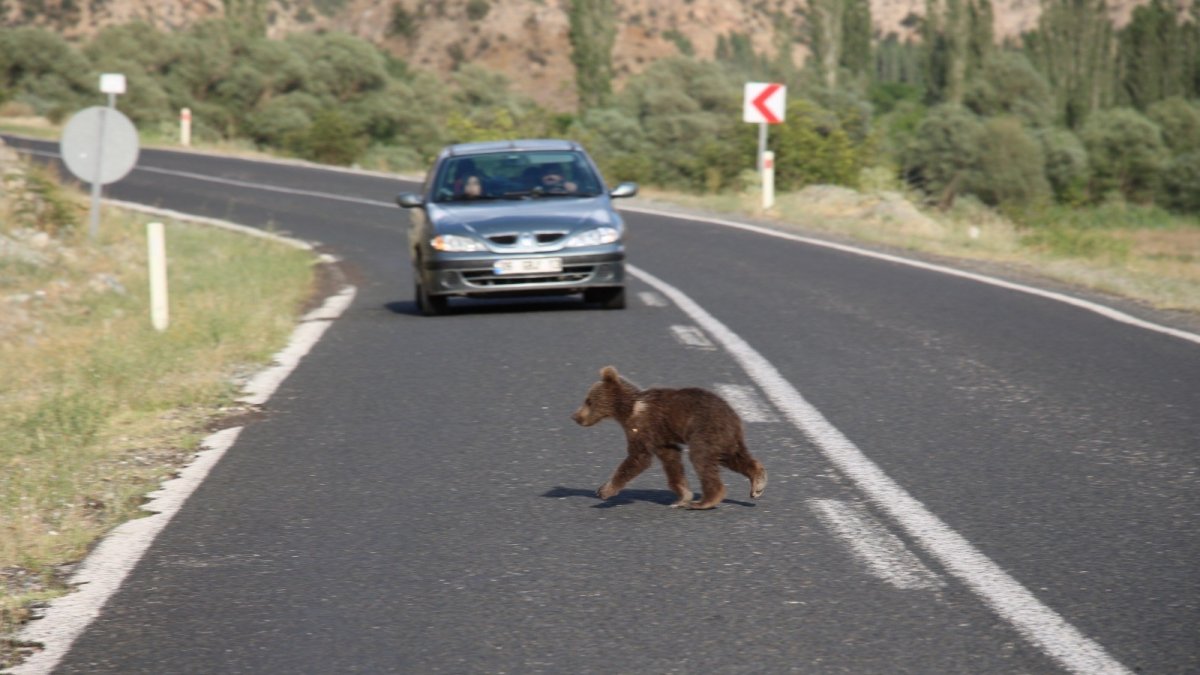 Ayı yavrusu anayolda görüntülendi