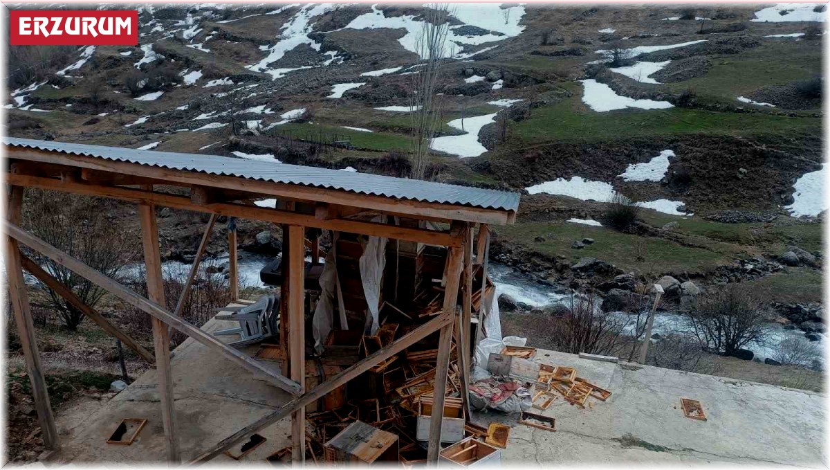 Ayılar arıcılara ait malzemeleri kullanılamaz hale getirdi