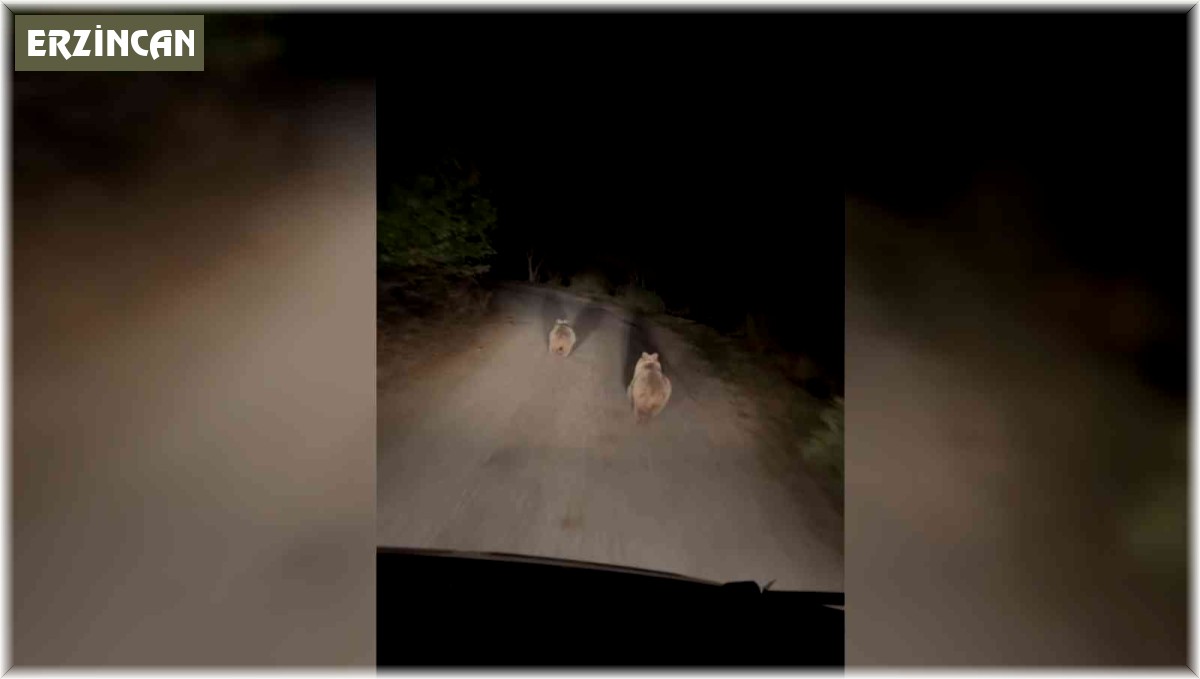 Ayılar köyün içinde otomobilin ışığıyla süratle koştu
