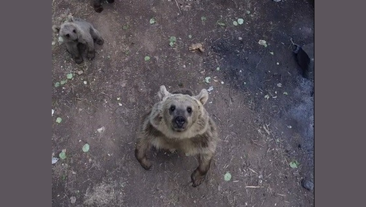 Ayıların dronla karşılaşması izleyenlere keyifli anlar yaşattı