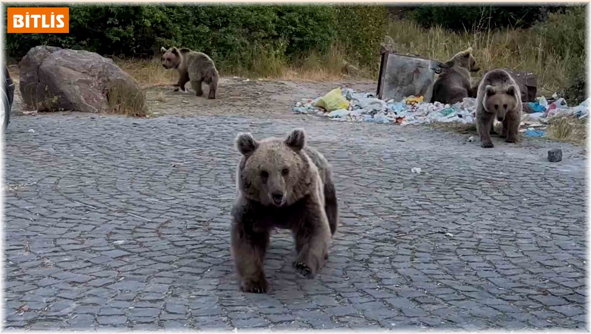 Ayıların saldırganlıklarına aldırış etmeden, onları görüntülemeye çalıştılar