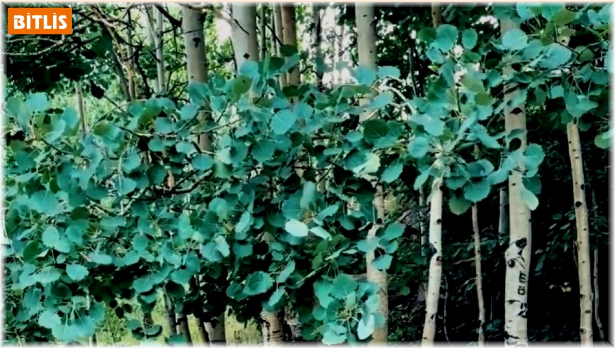 Ayıların saldırmadığını ve zarar vermediğini söyleyen kampçıya ayı saldırdı