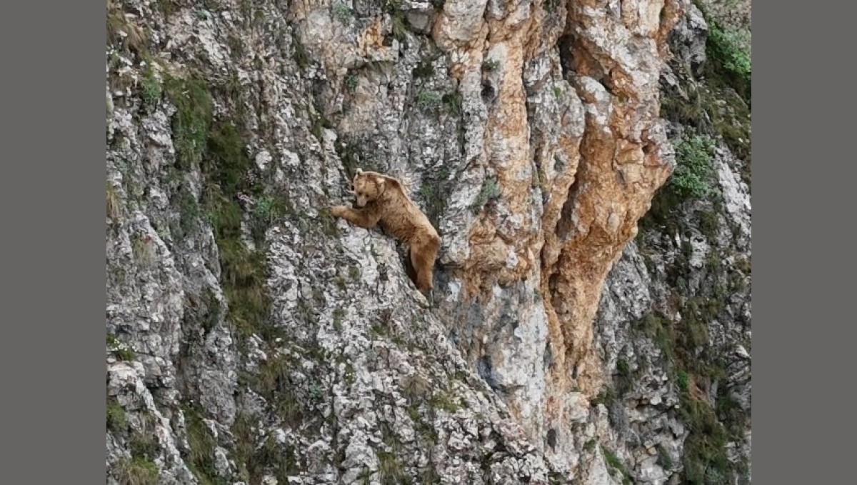 Ayının performansı dağcılara parmak ısırttı