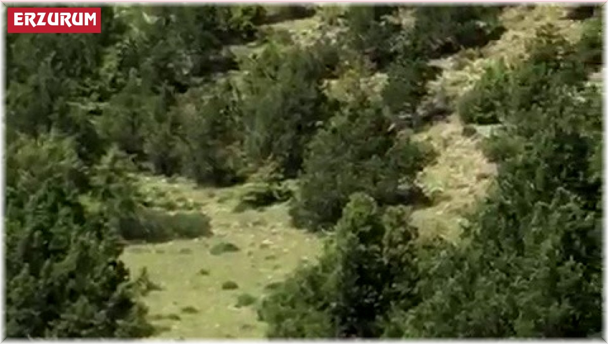 Ayının sürüye saldırısını kangal köpekleri böyle engelledi