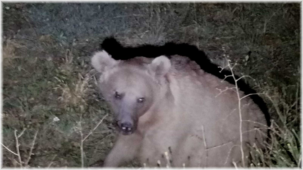 Ayıya araba çarptı, yaralı hayvan müdahale edilirken kaçtı