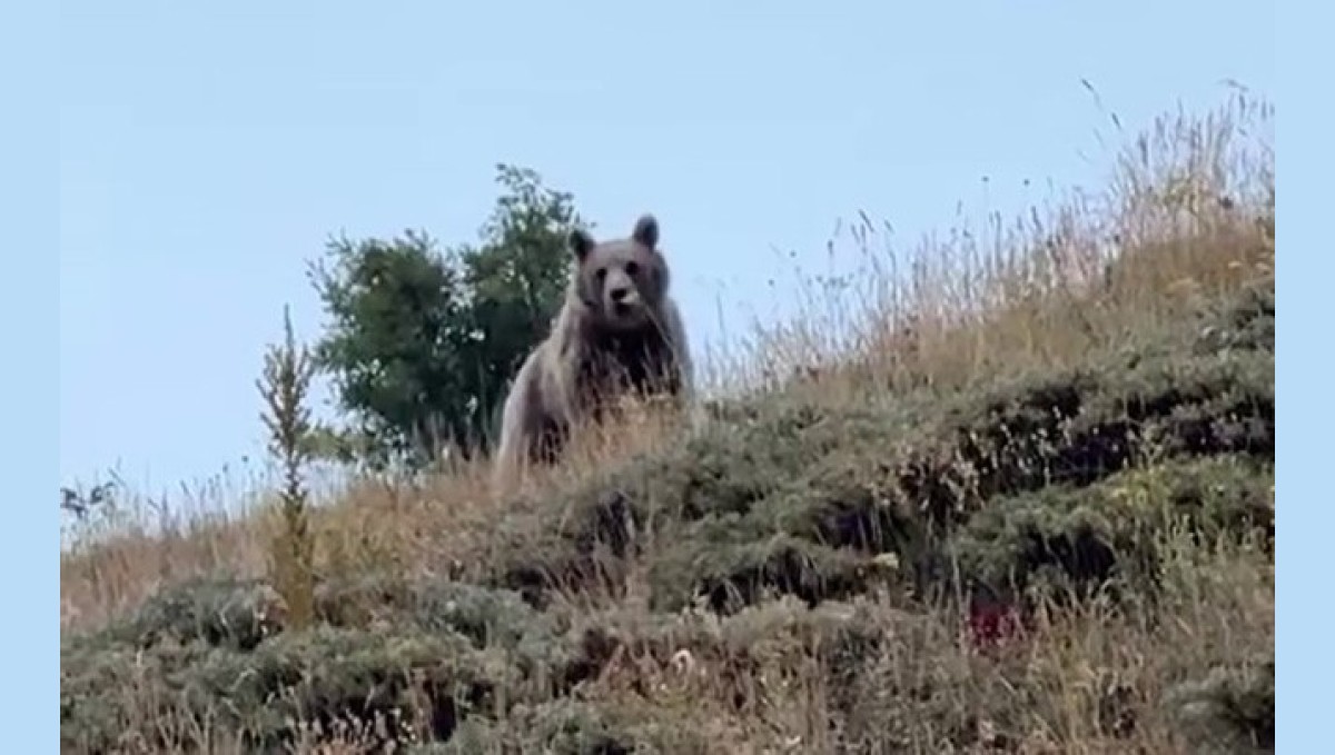 Ayıyı bağırarak kaçırttı