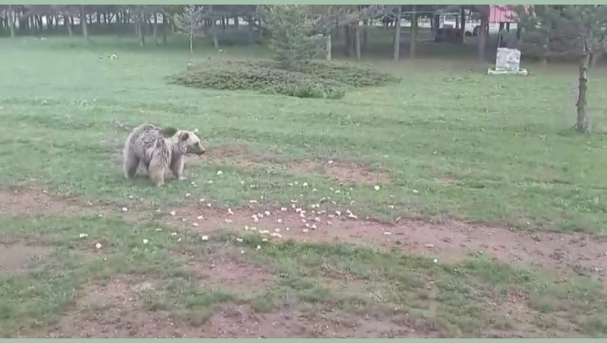 Ayıyı ekmekle doyurdular