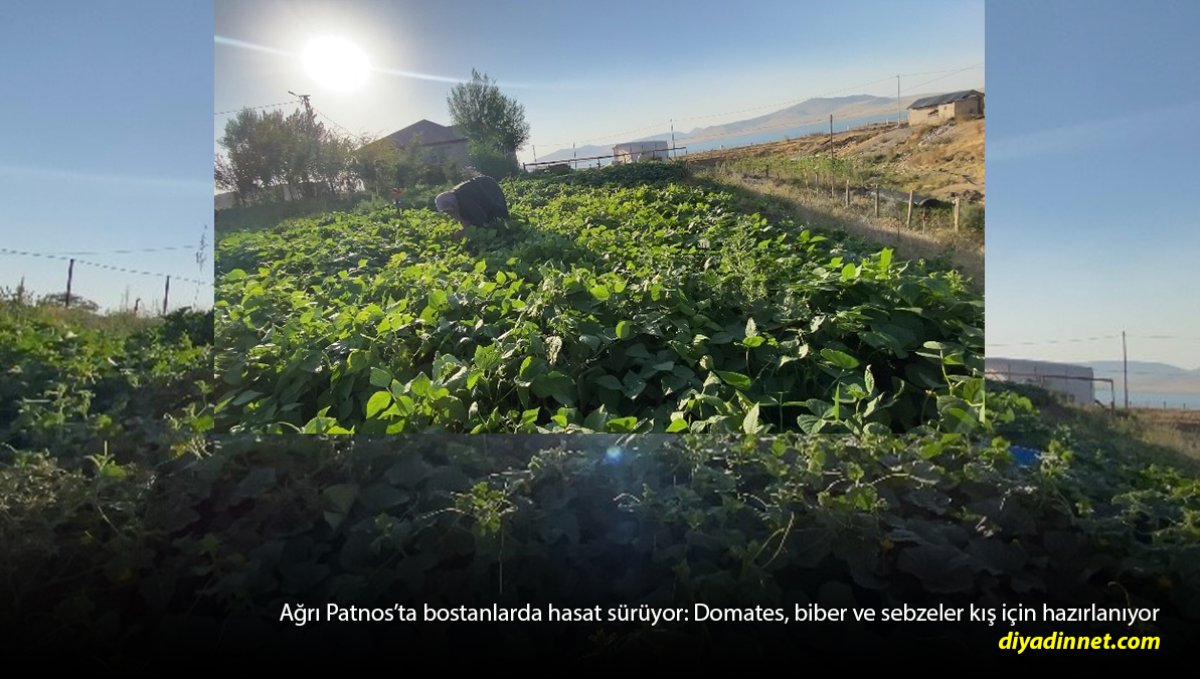Aylarca emek verdiler, şimdi kışa hazırlıyorlar: Patnos'ta bostan bereketi