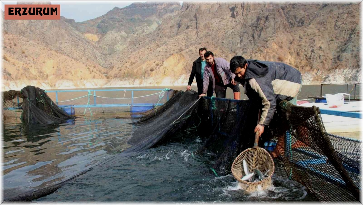 Ayvalı Baraj Gölü'nde alabalık ve somon üretimi, balıkçıların yüzünü güldürüyor