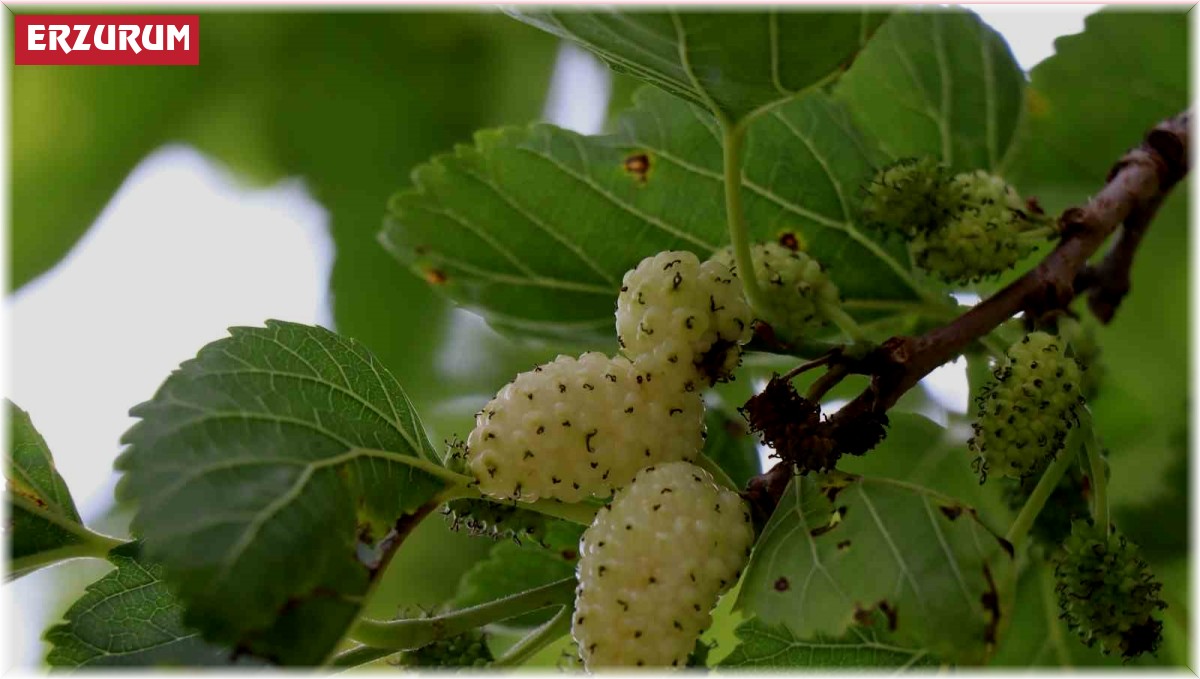 Ayvalı'da dutlara göz düştü