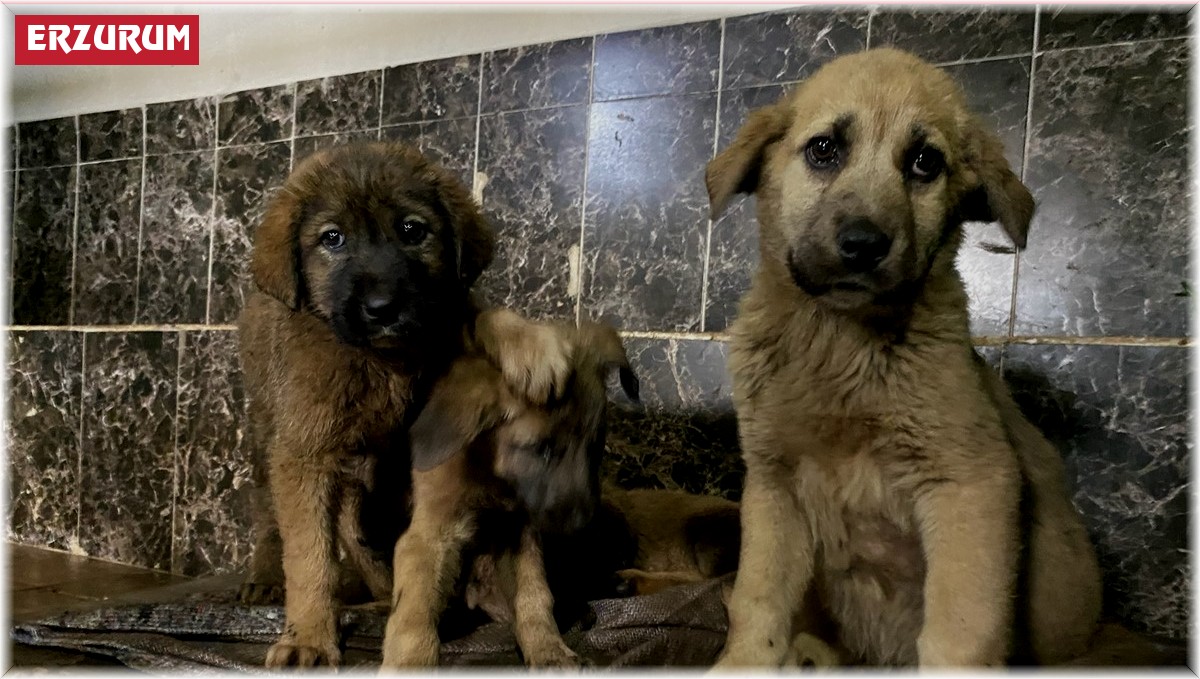 Aziziye Belediyesi; "Sevimli dostlarımızla dost bir kurumuz"