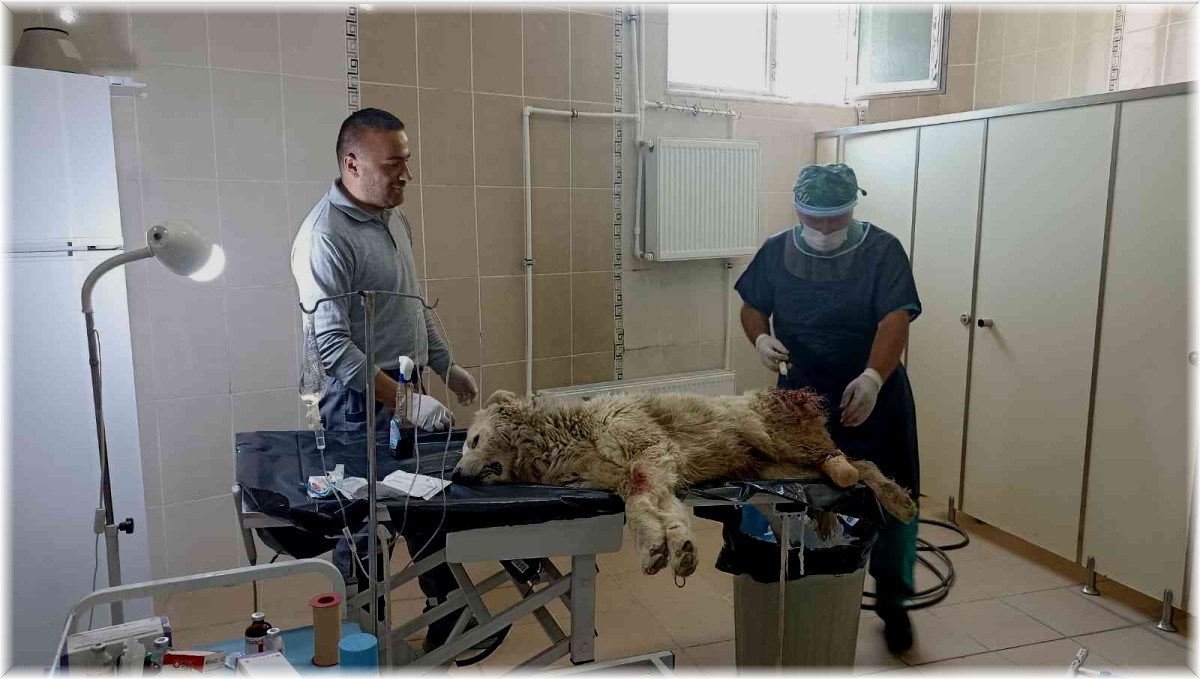 Bacağı kangren olan köpek tedavi altına alındı