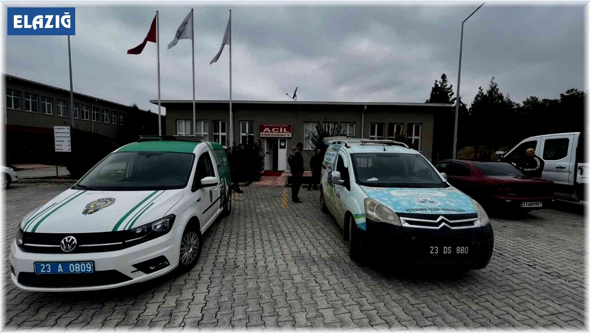 Bacağı kırık tay, tedavi altına alındı