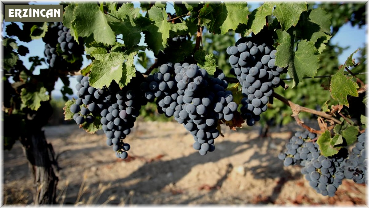 Bağ alanlarının üretim sezonuna hazırlanması