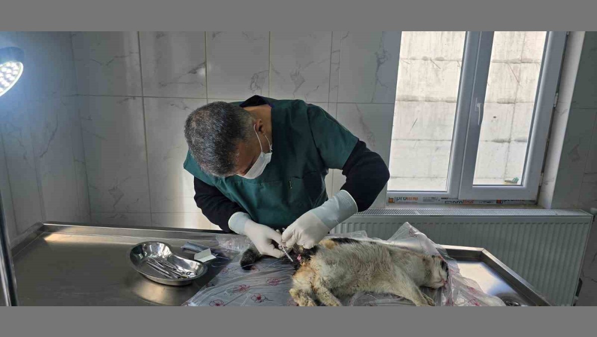 Bağırsağı dışarı çıkan kedi ameliyata alındı
