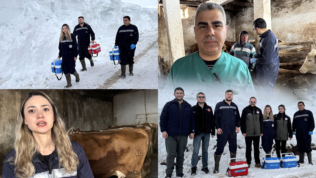 Bahar geldi, Ardahan'da veterinerler hâlâ kar ve tipiye rağmen köy köy aşı yapıyor