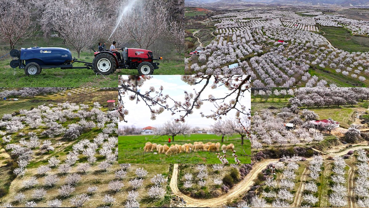Bahar gelince manzara değişti, Darende’de kayısı bahçeleri beyaz örtüyle kaplandı